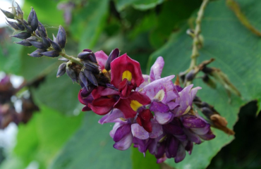 Mendedahkan Keberkesanan Pueraria lobata: Pokok Merambat Penawar Semula Jadi